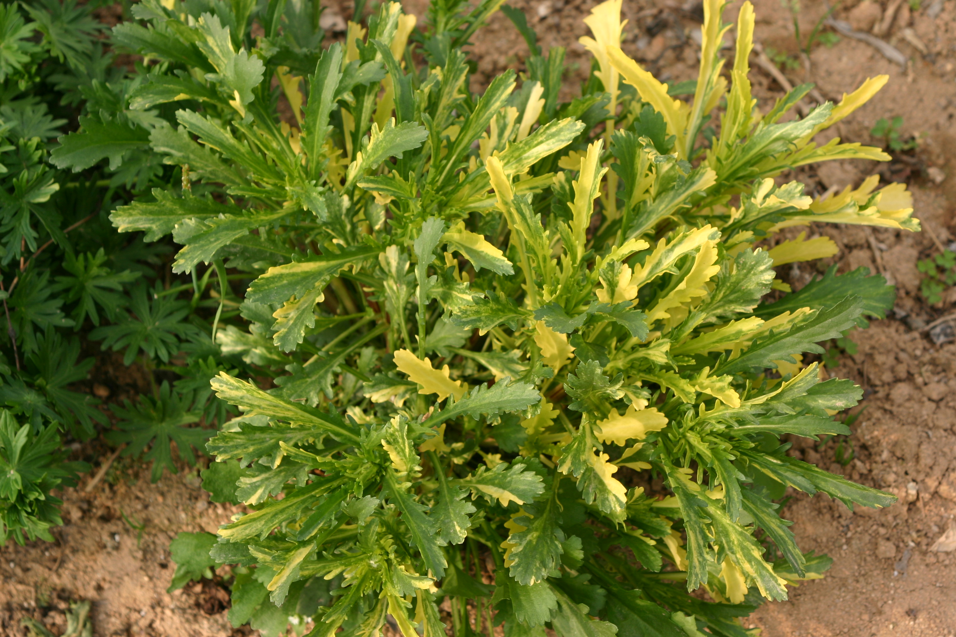 Chrysanthemum maximum 'Golden Sparkler'